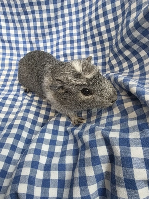 Junge Meerschweinchen abzugeben 