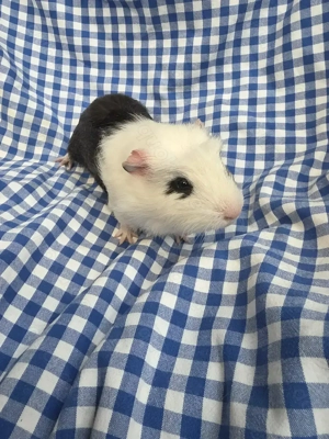 Junge Meerschweinchen abzugeben 