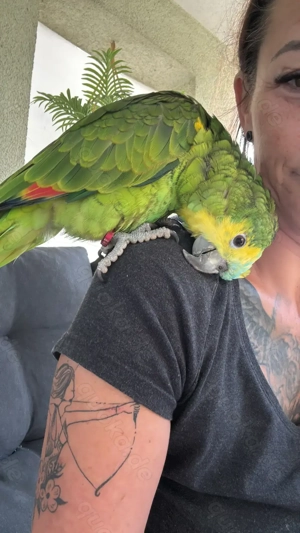 Blaustirnamazone; super handzahm