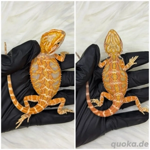 Farb-Bartagamen Weibchen 5 Monate alt