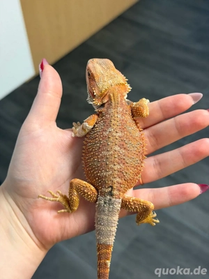 Orange Hypo Blue Tiger Männchen