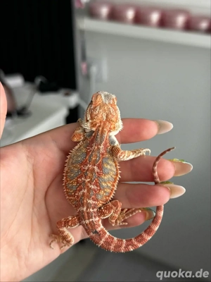 Besonders!!! Red Hypo High Blue Tiger Weibchen