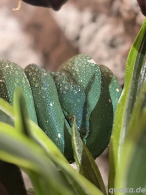 1.0 Grüner Baumpython 