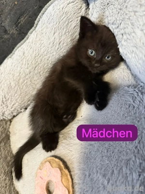 4 BKH Perser Mix Kitten abzugeben