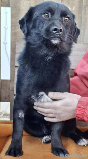 Zuckerschnütchen Felix sucht seine Menschen