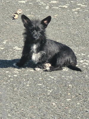 Kleine Portugiesin Helga sucht neues zu Hause