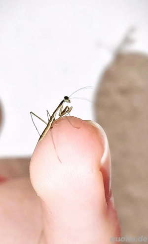 Gottesanbeterinen | Tenodera Spec. Thaungyin 