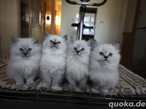 Neva Masquarade reinrassig Sibirischen Katze 
