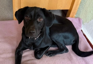 Palina, eine junge, freundliche Hündin  Bild 4