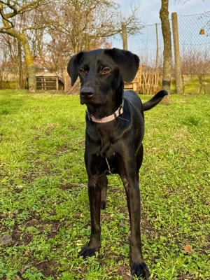 Parma, eine junge, freundliche Hündin 