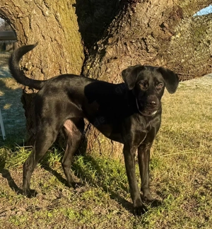 Palina, eine junge, freundliche Hündin  Bild 6