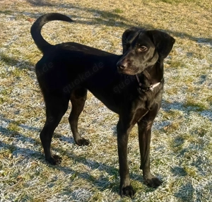 Palina, eine junge, freundliche Hündin  Bild 7