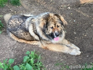 Kaukasischer Schäferhund Welpen 