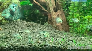 papagein Baby fische 