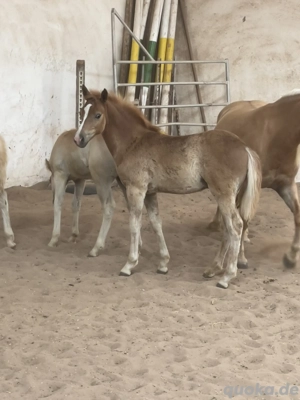 Edelbluthaflinger Haflinger Hengstfohlen  Bild 3