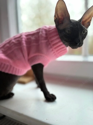 Wurfankündigung Don Sphinx mit Papieren