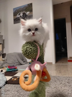 BLH+BKH Kitten mit blaue Augen 