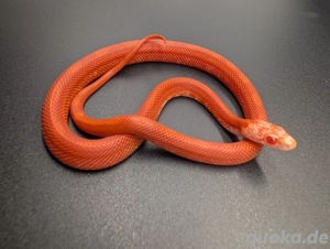 Kornnatter Fire pied sided Männchen 