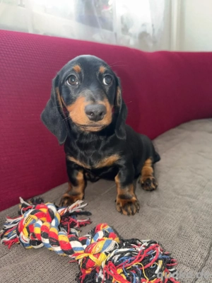 Süße Dackel-Welpen