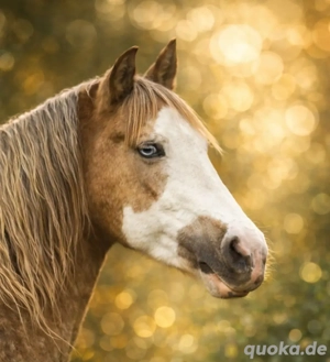 Quarter Horse, Paint Horse Stute