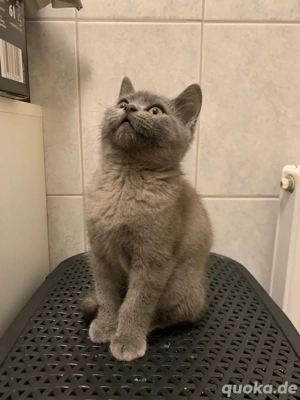 Kätzchen sucht liebevolles Zuhause   