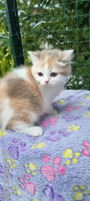 Zuckersüsse knuffige BKH und BLH Bärchen mit Ahnentafel