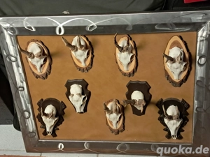 Verschiedene   Rehgeweihe im Edelstahlrahmen