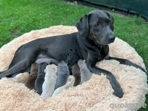 Wurfankündigung reinrassige Labrador Welpen ca. Mitte April 2026 ( verschiedene Farben)