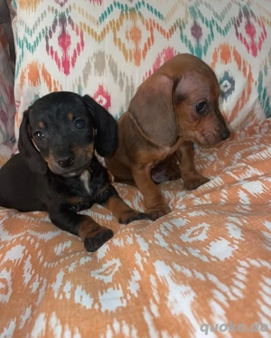 Gehen Sie mit Ihrem Welpen morgens als Erstes, nach dem Fressen