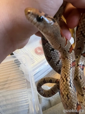 Königsnatter (Lampropeltis mexicana) 0.1