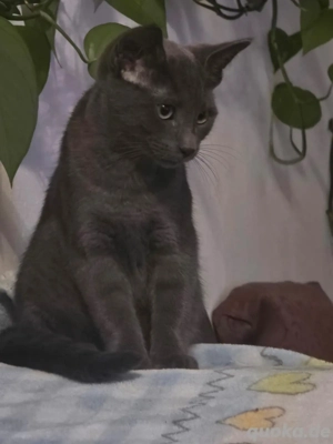 Russisch-Blau-Mix Kätzchen   5 Monate 