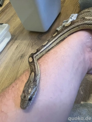 Kornnatter (Pantherophis guttatus) 1.0