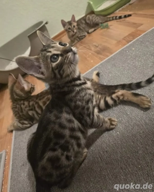 Seltene Russisch-Blau   Bengal kitten