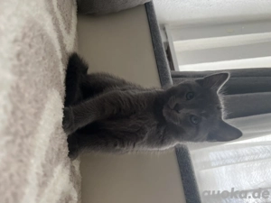 Russisch-Blau-Mix Kätzchen   5 Monate