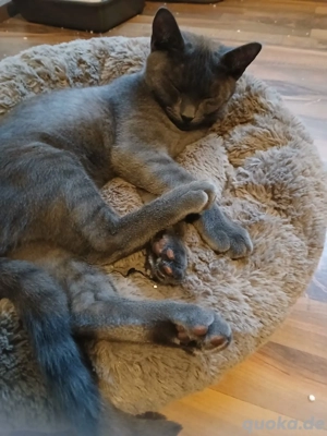 Russisch-Blau-Mix Kätzchen   5 Monate