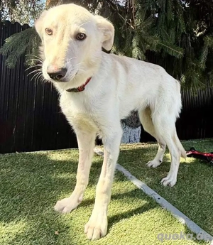 Katzenfreundliche, sanfte Junghündin Cory