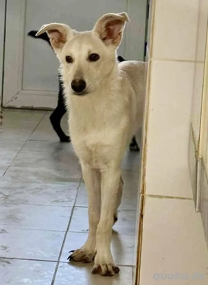 Katzenfreundliche, sanfte Junghündin Cory