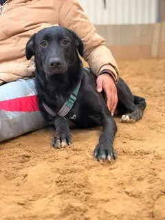 Rebeka ,ab 23.11. auf PS in 50170 Kerpen, ist ein typischer Welpe. 