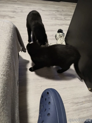 zwei Brüder abzugeben 