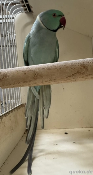 Halsbandsittich Aqua Hahn 
