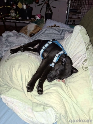 Hund dringend abzugeben 