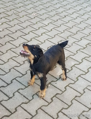 Jagdterrier Welpen 
