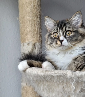 Kater Ragdoll wunderschöner 