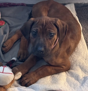 Bezaubernde Rhodesian Ridgeback Hündin