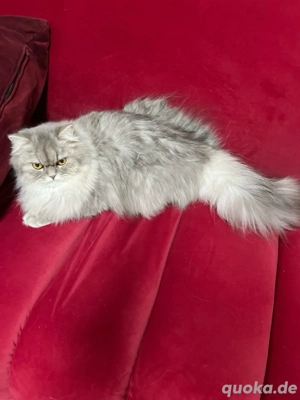 Perserkatze (Perser) 