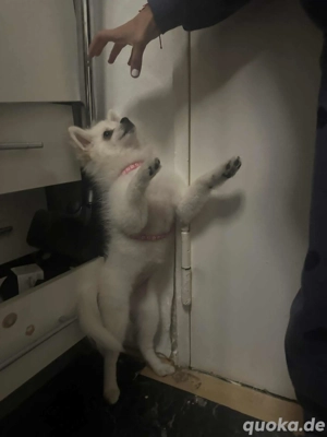 zwerg spitze pomorenien