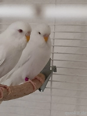 Verkaufe tausche Albino-Wellensittiche