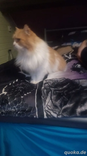 Katze Persermischling