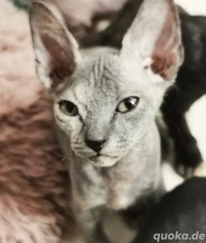 Don Sphynx 