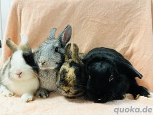 Zwergkaninchen Babys 